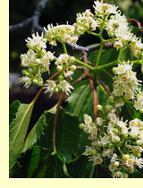 Конфетное дерево или Говения сладкая (Hovenia dulcis) Конфетное дерево или Говения сладкая (Hovenia dulcis)